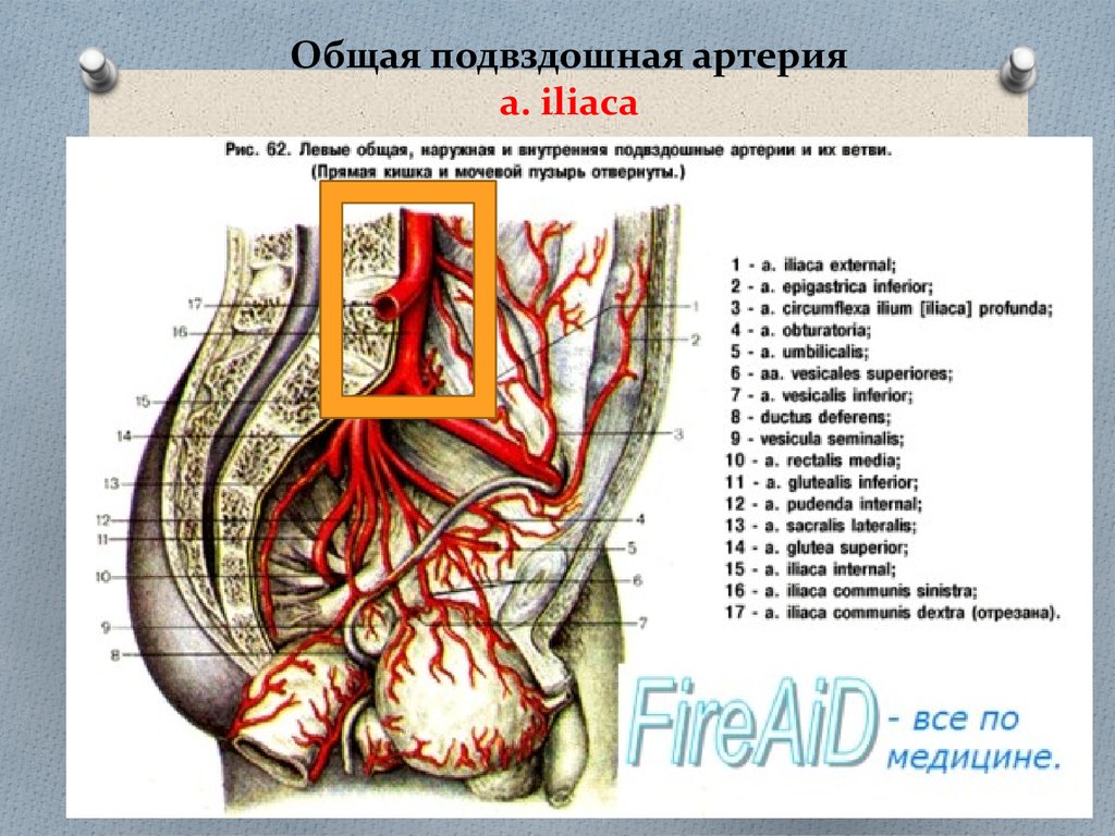 Правая подвздошная артерия. Arteria iliaca communis анатомия. Внутренняя подвздошная артерия анатомия. Ветви наружной подвздошной артерии анатомия. Пупочная артерия анатомия у взрослого.