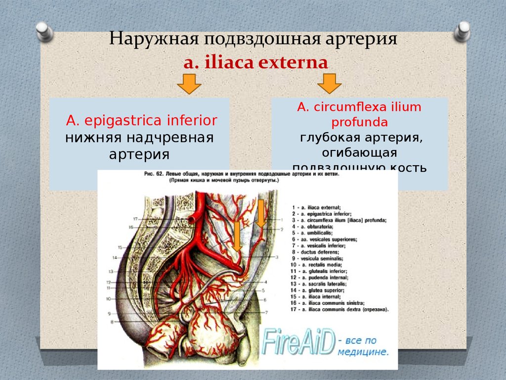 Правая подвздошная артерия. Подвздошная артерия кровоснабжает. Ветви наружной подвздошной артерии является. Надчревная артерия анатомия. Левая наружная подвздошная артерия.