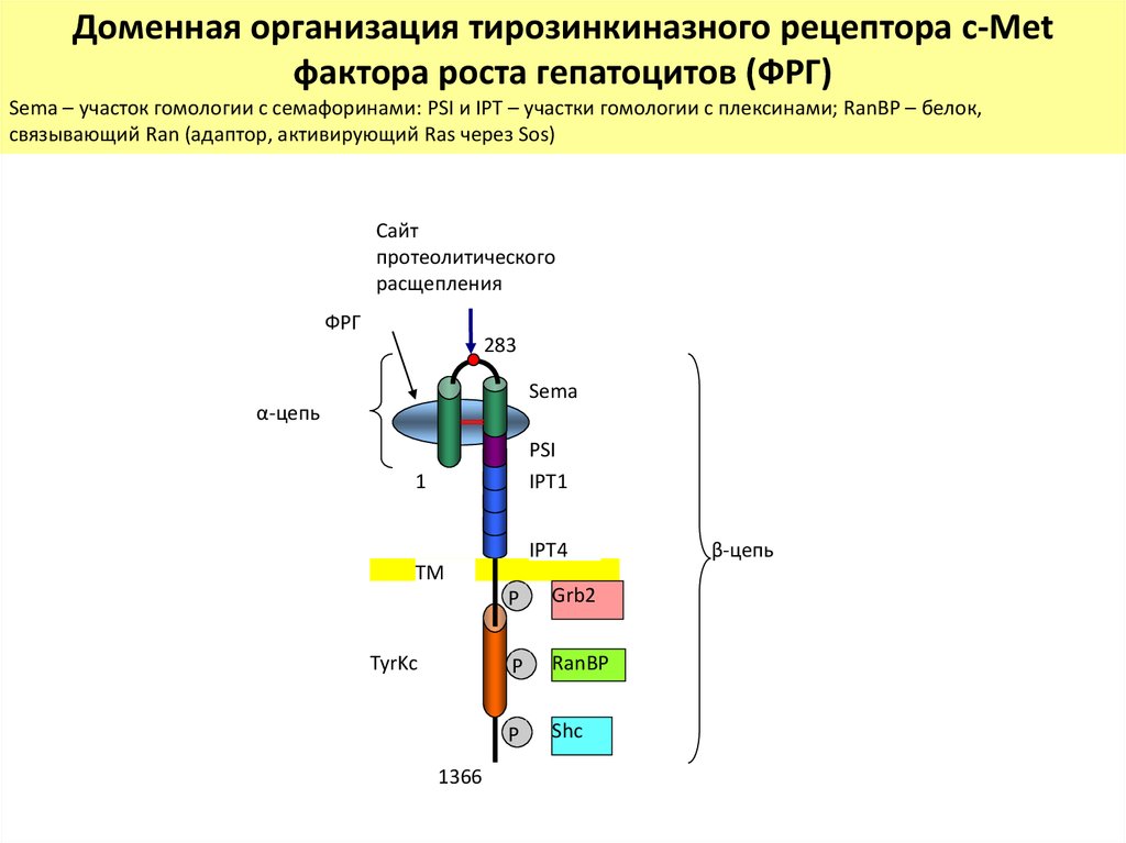 Схема мембранной рецепции