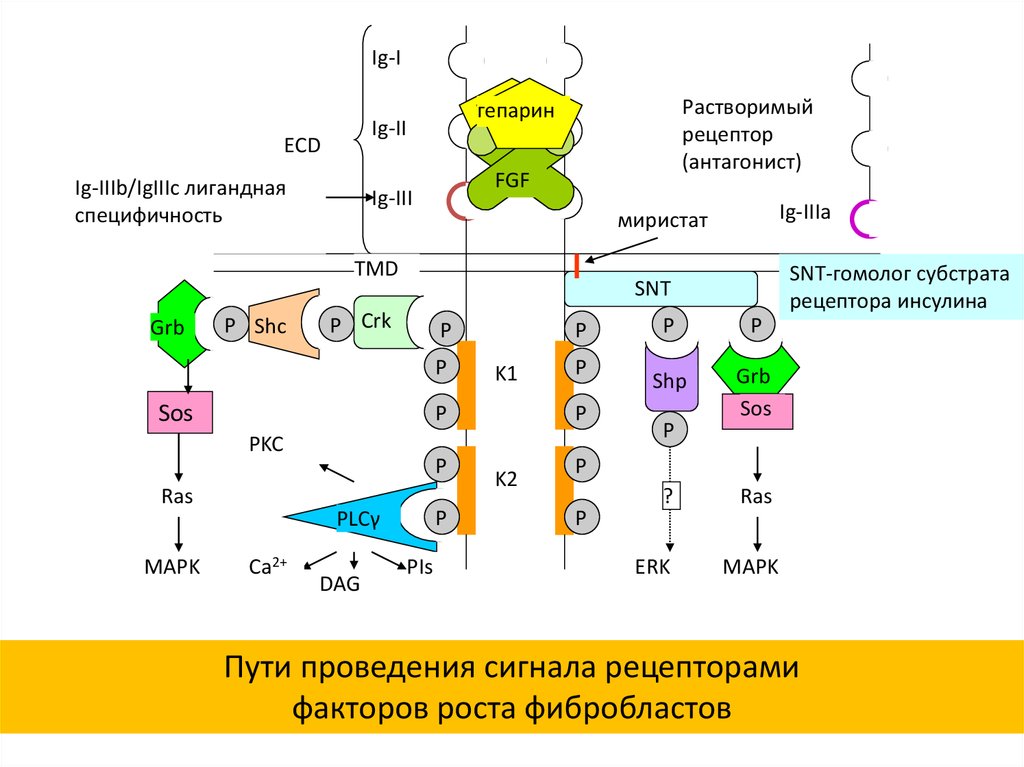 Сигналы рецепторов. Тирозинкиназный Рецептор фактор роста. Схему передачи гормонального сигнала в фибробласты. Биохимия фибробластов. Нейрокининовые рецепторы.