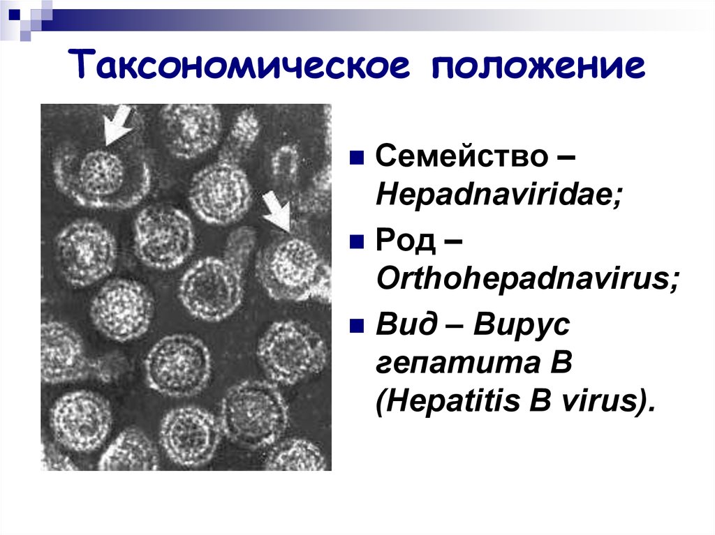 Вирус гриппа семейство. Hepadnaviridae: гепатит. Hepadnaviridae таксономия. Вирус гепатита а таксономия. Hepadnaviridae (гепаднавирусы).