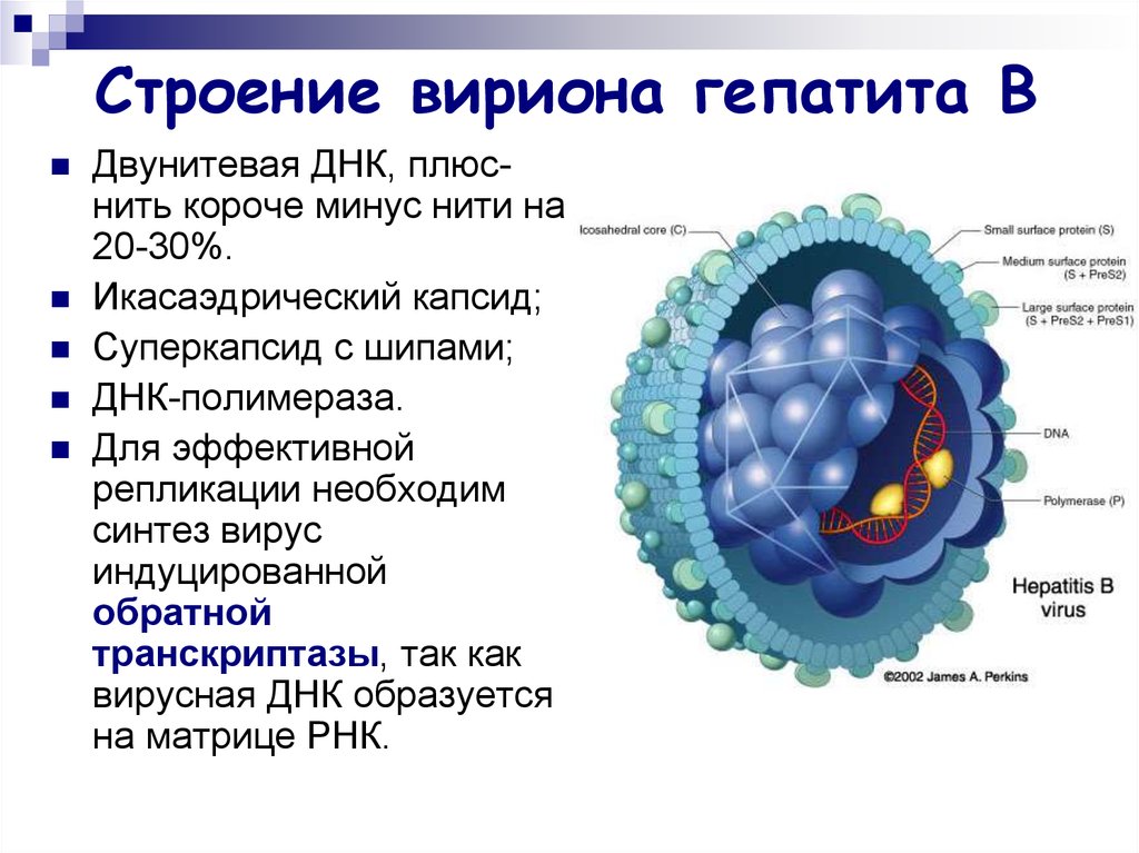 Гепатит ферменты. Строение вируса гепатита в. Вирус гепатита b строение вириона. Вирус гепатита с строение вириона. Цикл репликации вирусаьгепатита а.