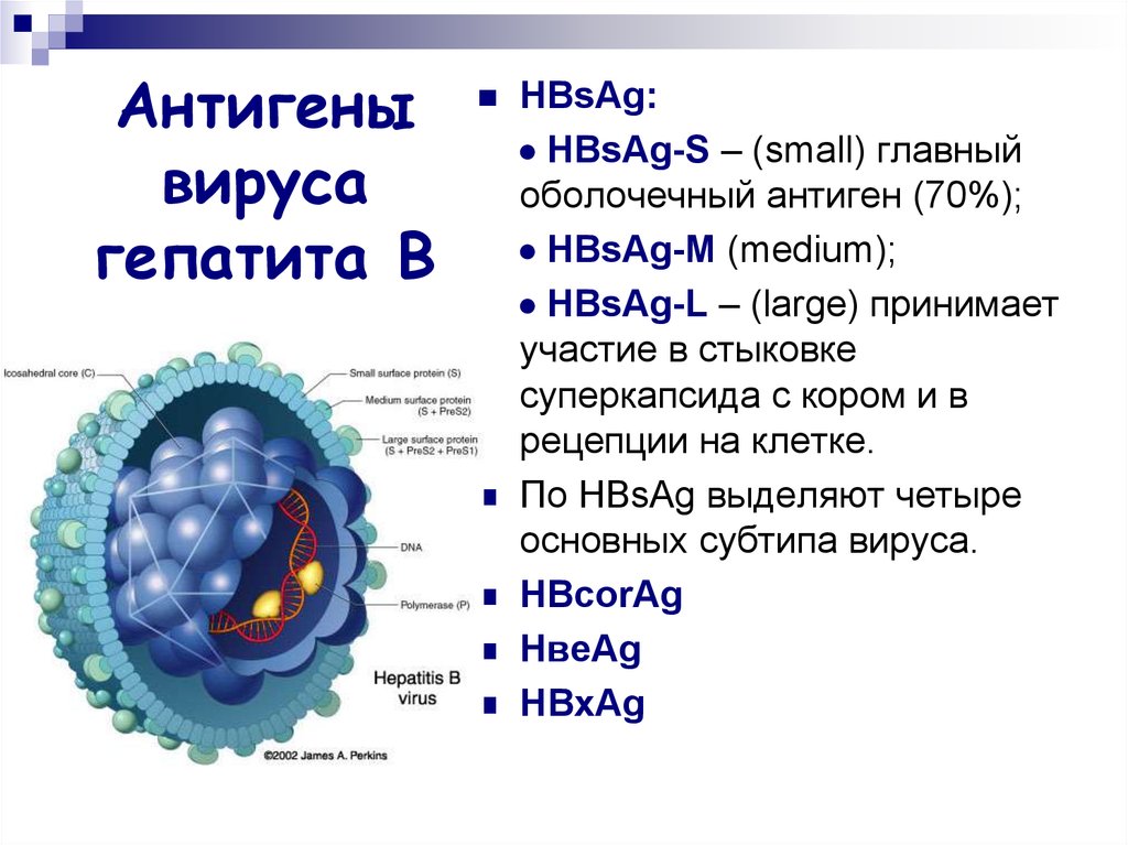 Сколько вирус гепатита. Строение вируса гепатита в антигены. Антигенная структура вируса гепатита в. Структура вируса гепатита б. Вирус гепатита b антигенная структура.