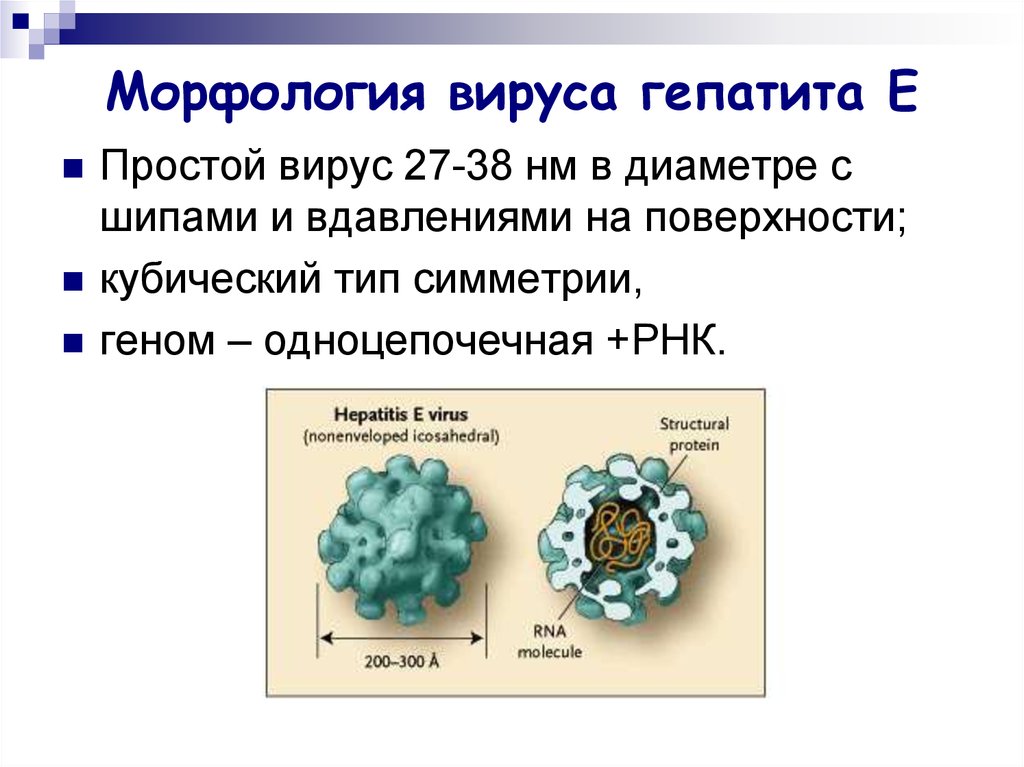 Возбудитель гепатита с фото