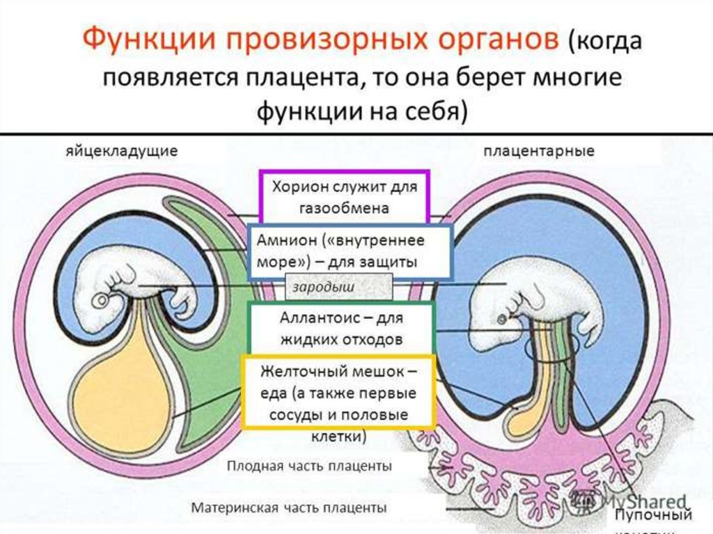 Амниотическое яйцо пресмыкающихся. Зародышевые оболочки амнион хорион и аллантоис. Амнион хорион аллантоис у человека. Плацента амнион желточный мешок. Хорион амнион аллантоис функции.
