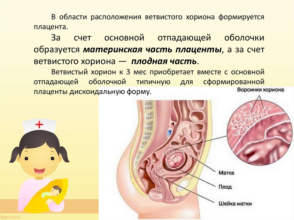 Стенка хориона. Формирование плаценты и хориона. Хорион что формируется.