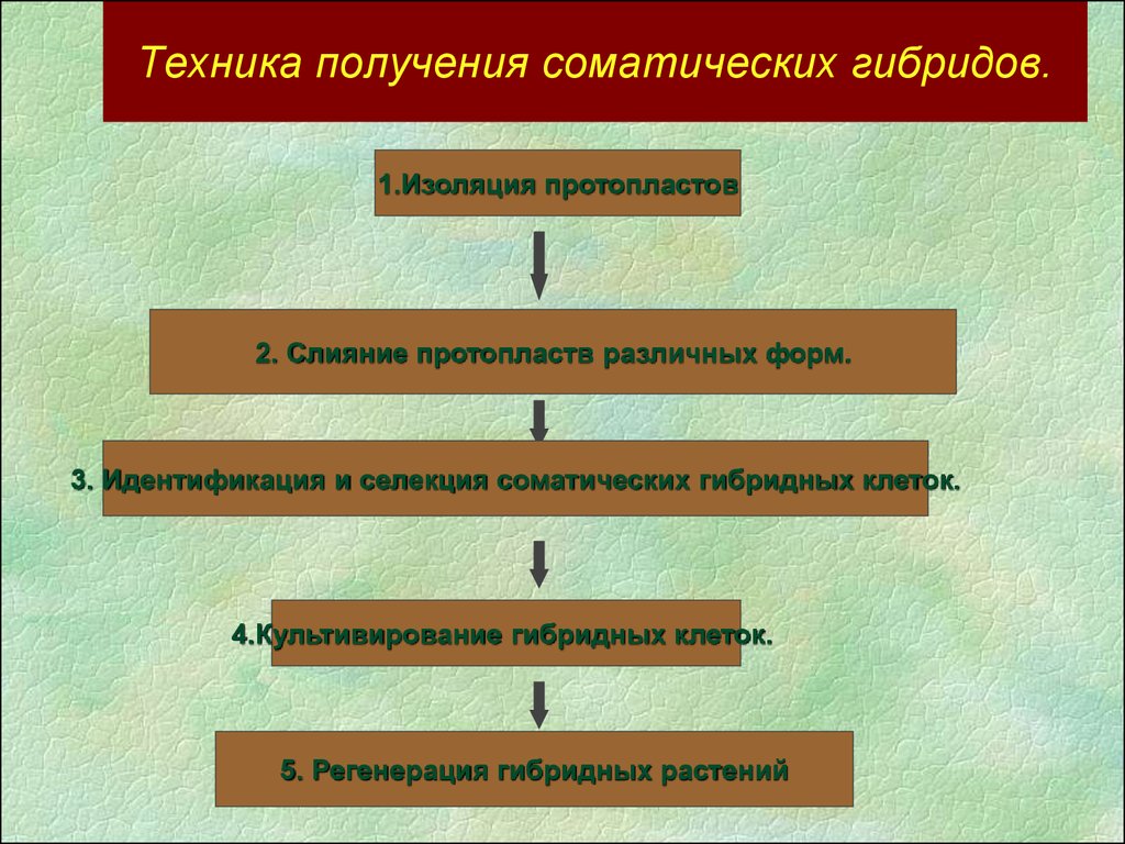 Техника получения. Слияние протопластов соматических клеток. Метод получения гибридов соматических клеток. Метод гибридных соматических клеток. Селекция соматических клеток.