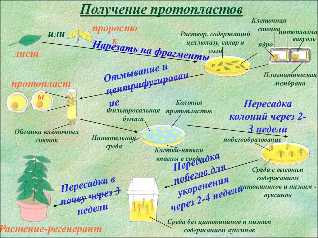 Соматические клетки растений. Культура протопластов клеток растений. Способы культивирования протопластов. Получение протопластов клеток растений. Биотехнология в селекции растений.