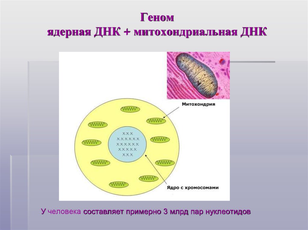 Митохондриальная теория старения презентация