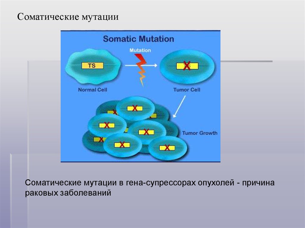 В каких клетках происходит мутации