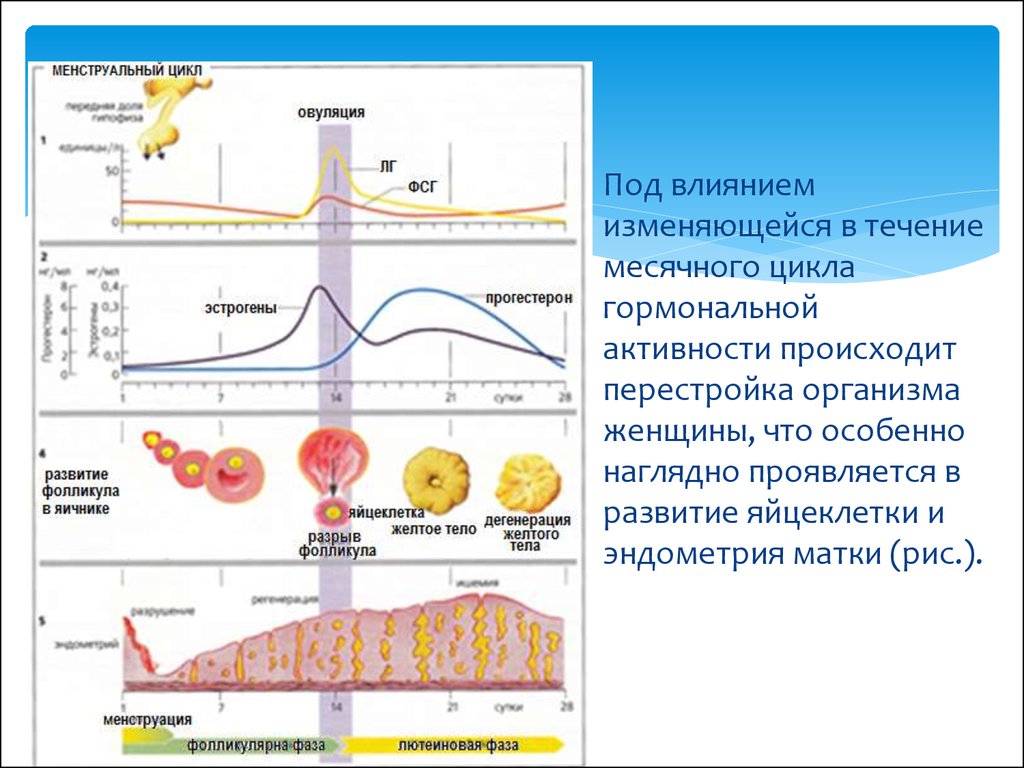 Течение цикла. Менструальный цикл гормоны.