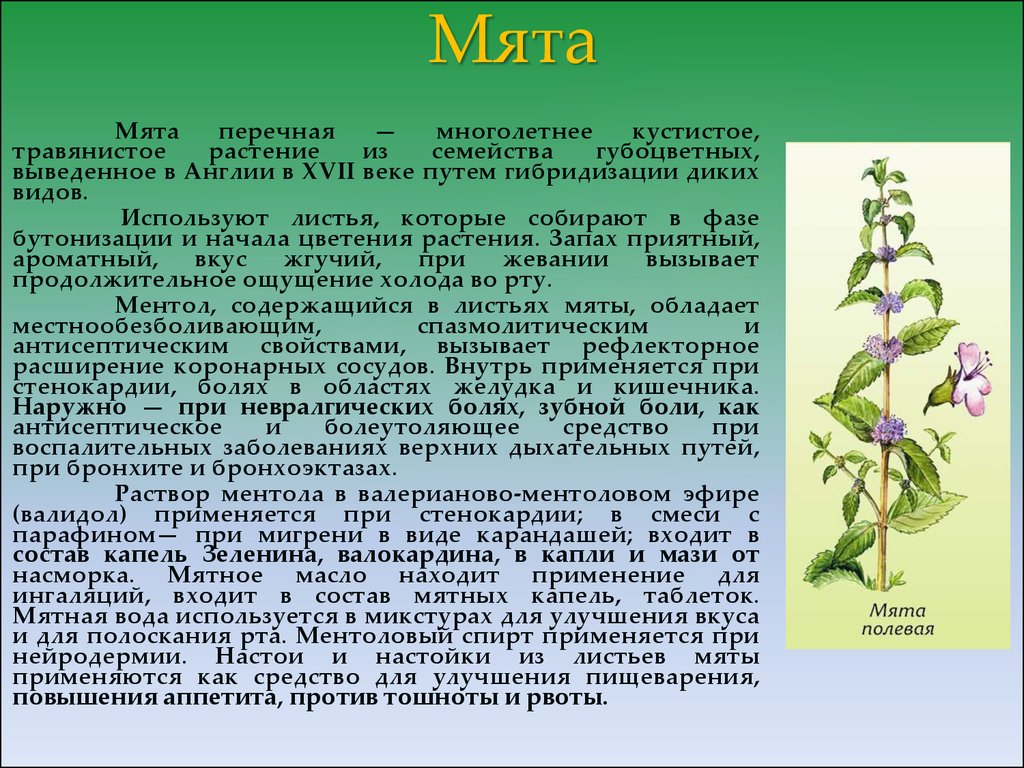 Характеристика семейства губоцветные презентация