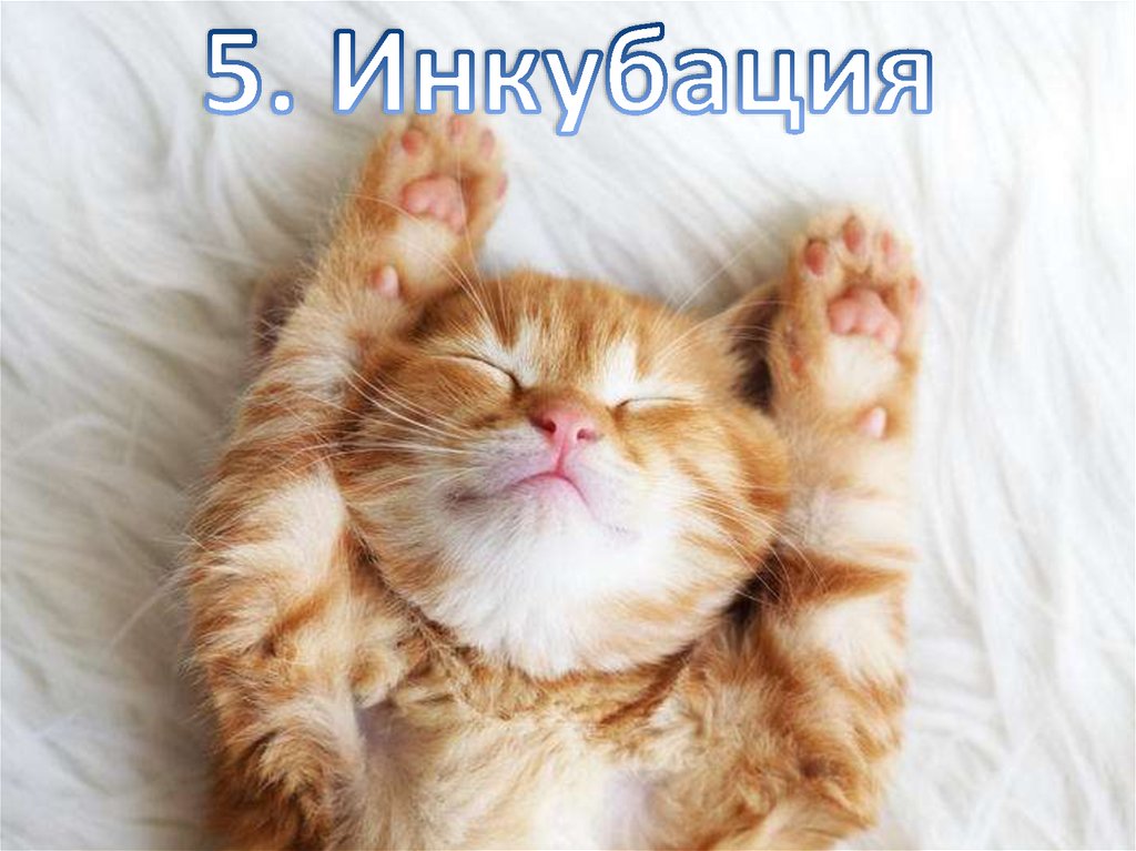 5. Инкубация