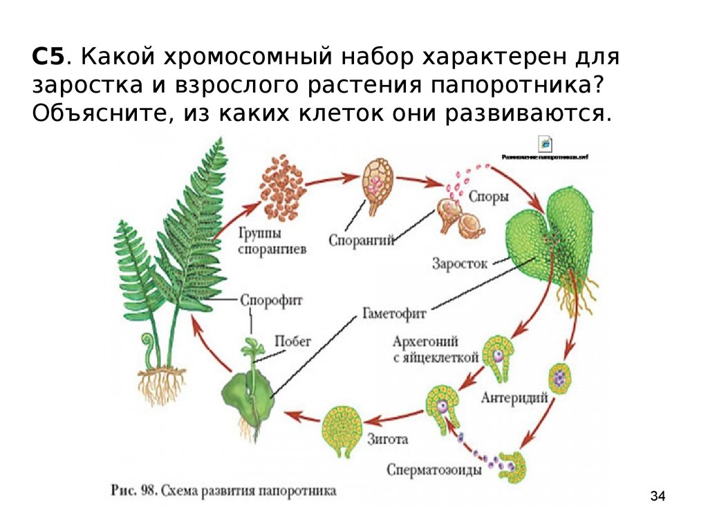 Растения имеющие споры. Цикл размножения папоротников. Цикл развития споровых растений. Цикл развития папоротника. Цикл папоротника спорофит.