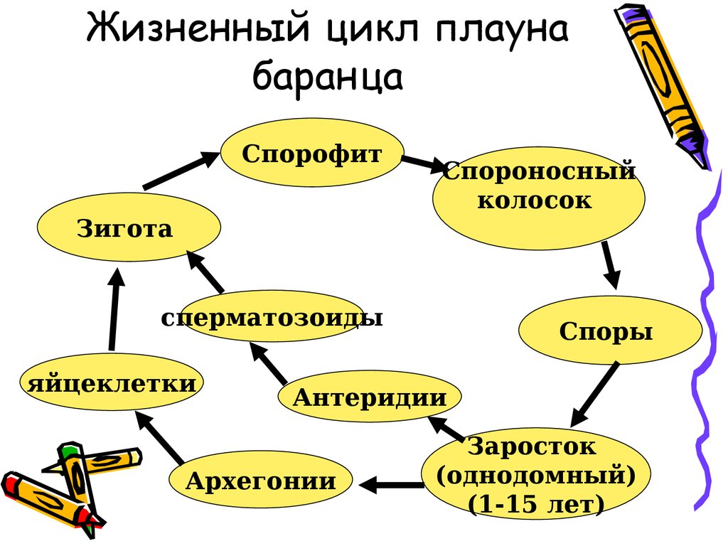 Хромосомный набор споры плауна. Отдел Хвощевидные жизненный цикл. Цикл развития хвощей и плаунов. Жизненный цикл хвощей и плаунов схема. Жизненный цикл развития хвощей.