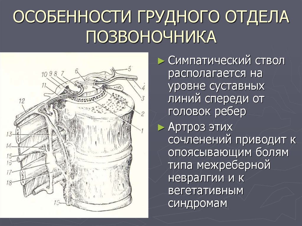 Особенностью грудных позвонков является