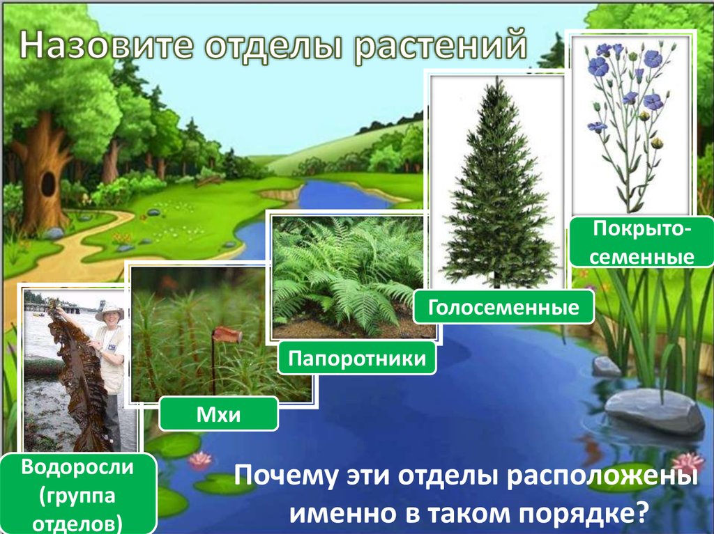 Мхи голосеменные. Отделы растений. Растения разных отделов. Назвать отделы растений. Отделы растений презентация.