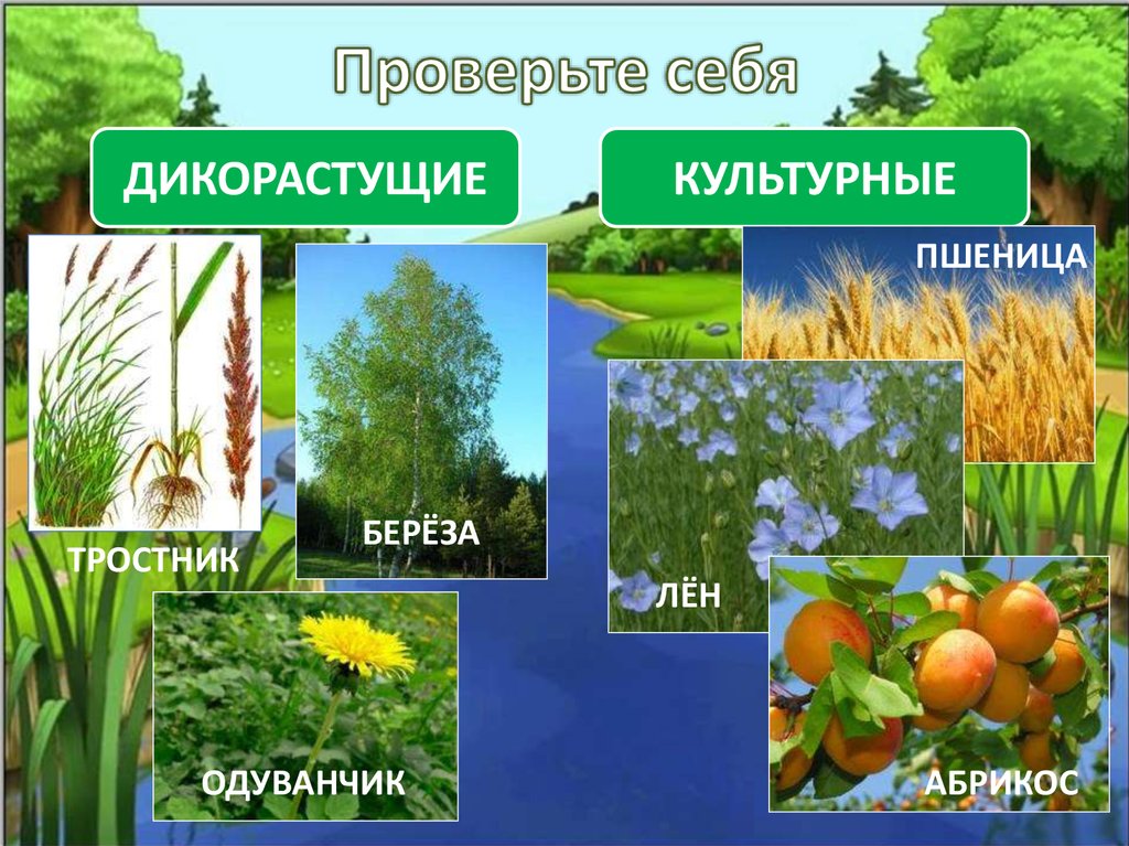 Какое значение растений в природе кратко