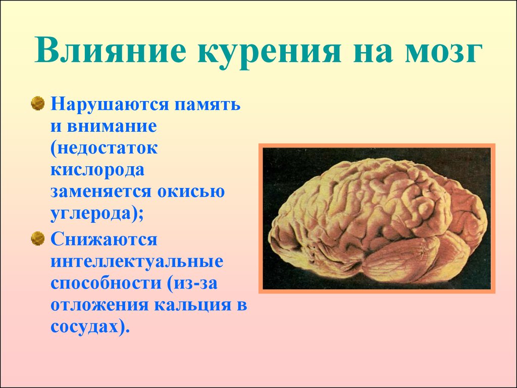 Действия мозга. Головной мозг курильщика. Влияние табака на головной мозг. Влияние курения на мозговую деятельность.