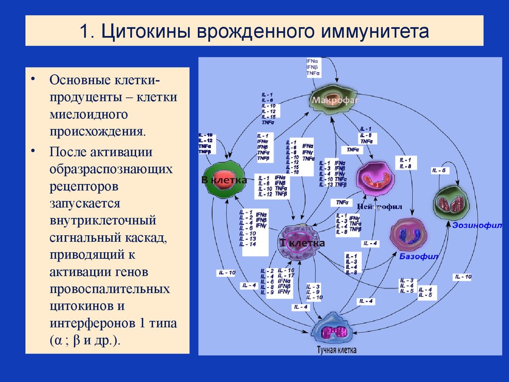 Врожденный иммунный ответ. Роль цитокинов в развитии гуморального и клеточного иммунитета. Цитокины медиаторы иммунного воспаления. Классификация клеток врожденного иммунитета. Классификация цитокинов иммунные.