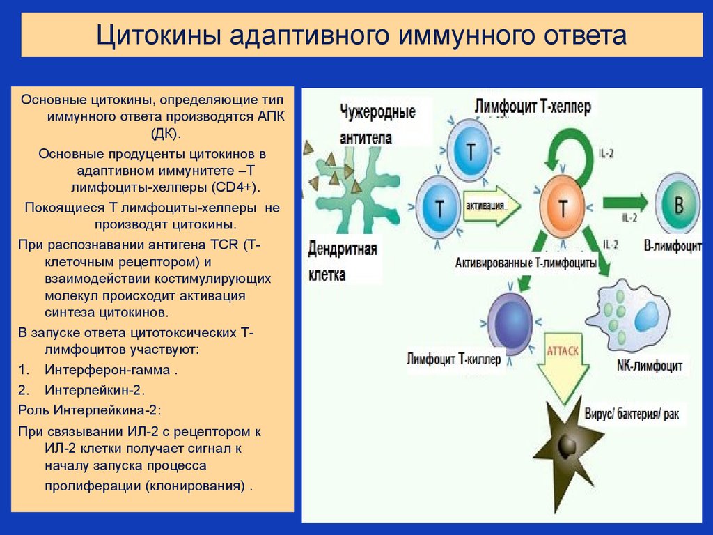 Иммунная система механизм. Цитокины адаптивного иммунного ответа. Клеточный иммунный ответ т-лимфоциты. Адаптивный иммунный ответ схема. Клетки адаптивного иммунитета т лимфоциты.