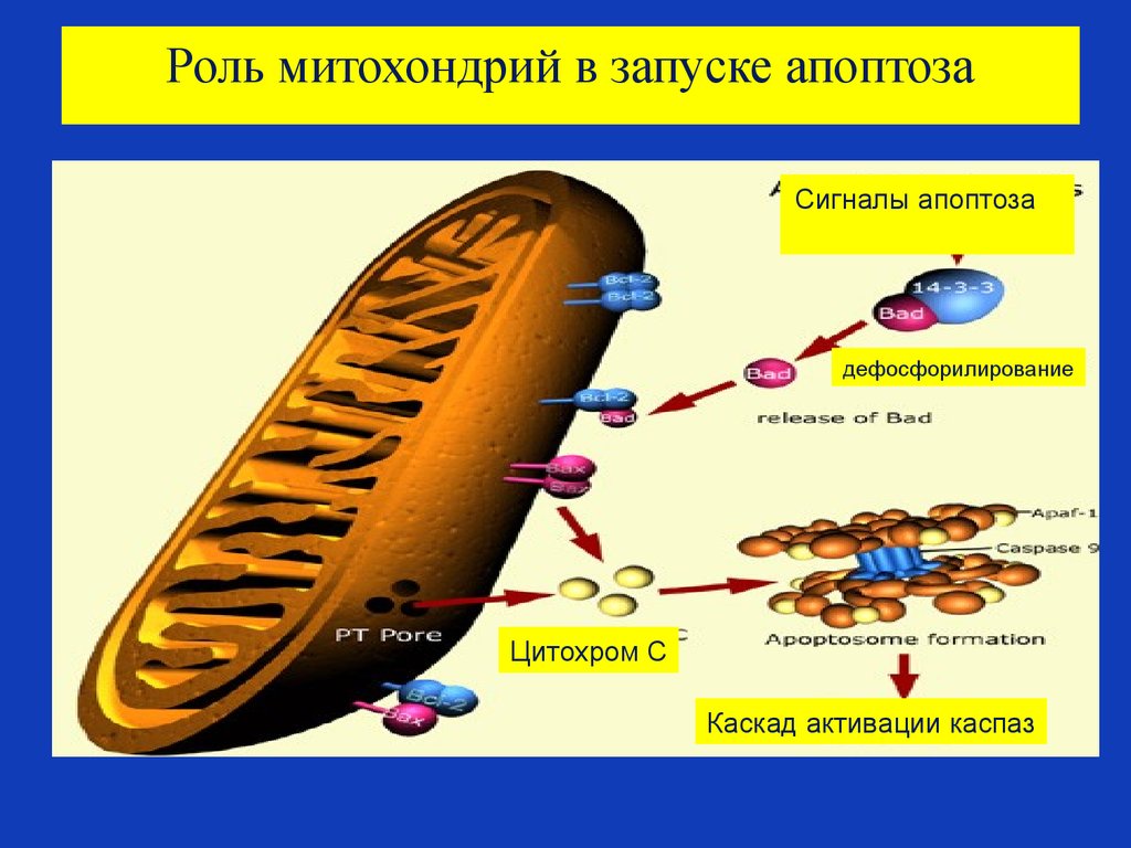 Роль митохондрий в запуске апоптоза