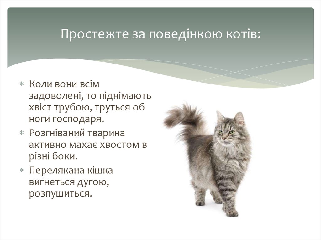 Простежте за поведінкою котів: