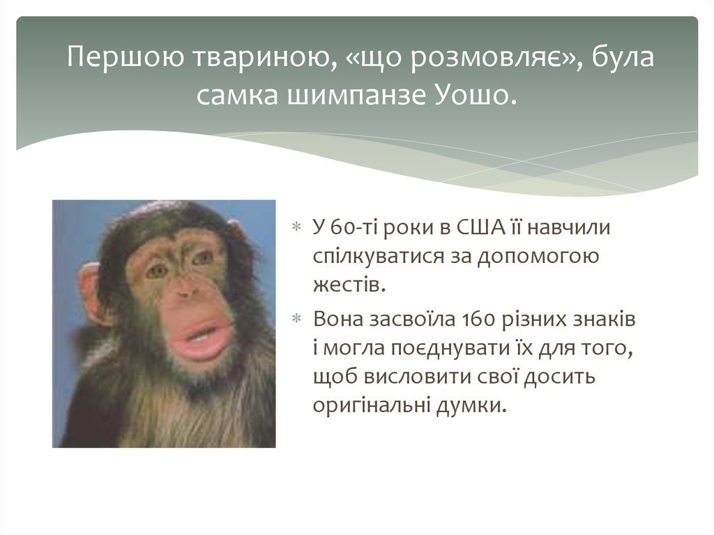  Першою твариною, «що розмовляє», була самка шимпанзе Уошо.
