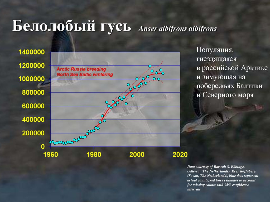 Сколько скорость птицы. Численность белолобого гуся в России. Скорость полета гуся белолобого. Карта миграции гусей. Миграция гусей.