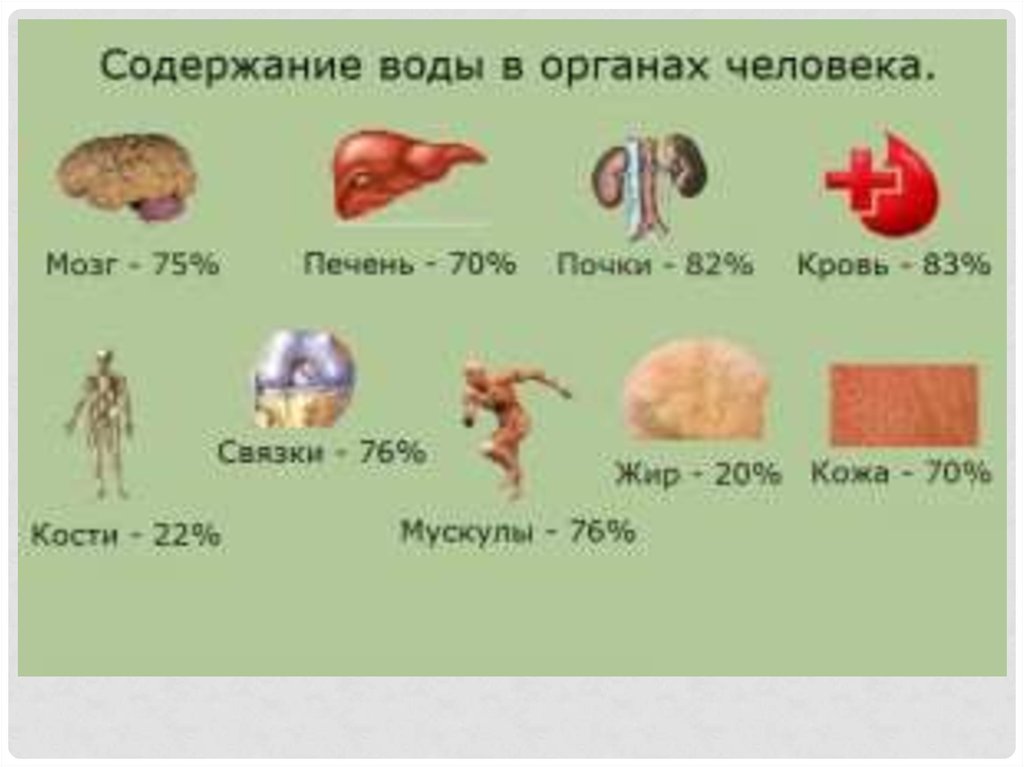 Люди которых содержат. Содержание воды в органах. Содержание воды в организме. Содержание воды в различных органах человека. Содержание воды в клетке.