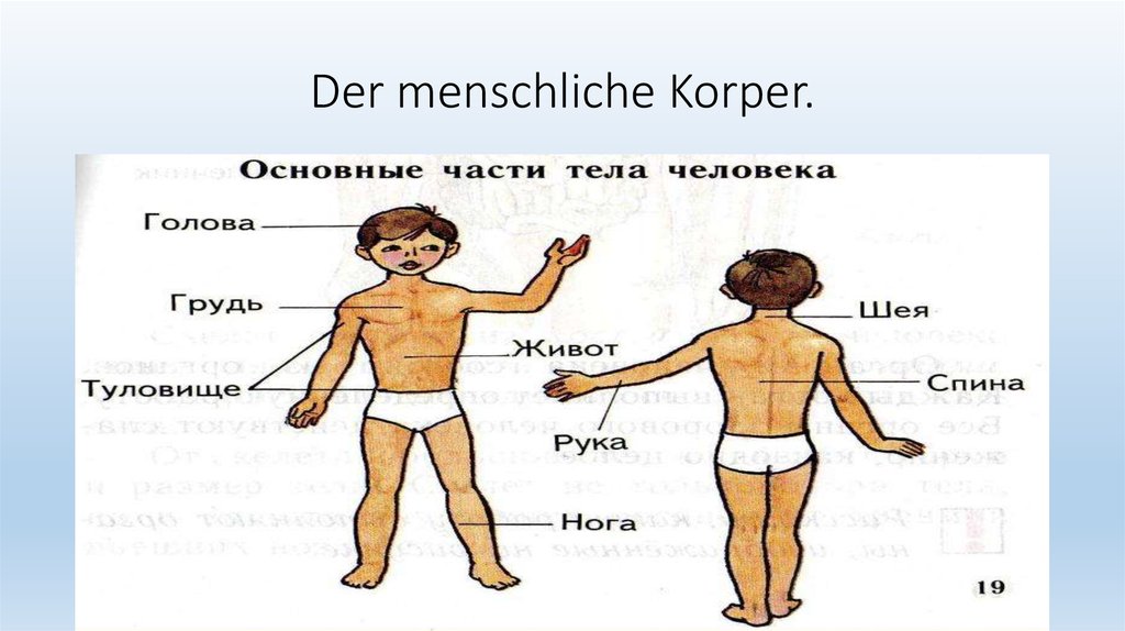 Das sieht. Das sieht gut aus 6 класс презентация. Korper. Das sieht gut aus слова. Книга "der Körper des Kindes und seine Pflege".