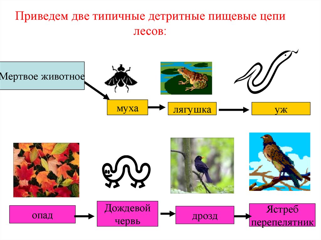 Схема пастбищной пищевой цепи