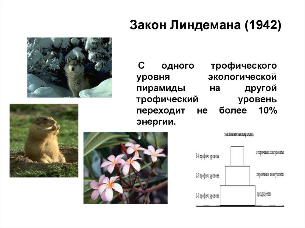 Закон линдемана. Пирамида Линдемана экологическая. Экологические пирамиды правило Линдемана. Правило 10 Линдемана. Один трофический уровень.