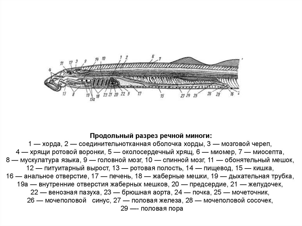 Схема кровеносной системы речной миноги