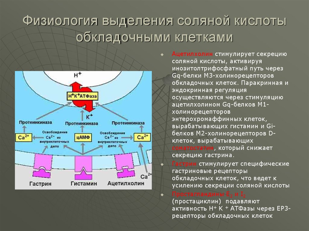 Какая кислота выделяется при. Регуляция секреции соляной кислоты. Регуляция выработки соляной кислоты. Регуляция выделения соляной кислоты. Механизмы регуляции секреции соляной кислоты.