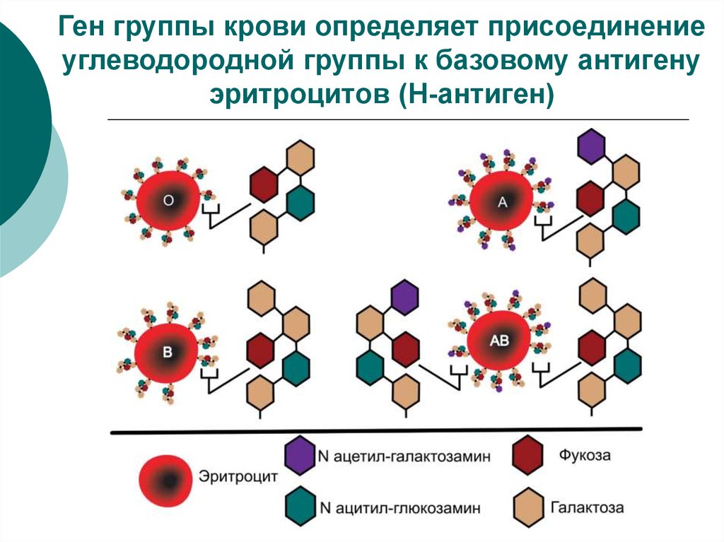Ген отвечающий за группу крови. Строение эритроцитарных антигенов. Антигены и антитела системы групп крови ав0. Антигенная структура групп крови схема. Антигенная структура ав0.