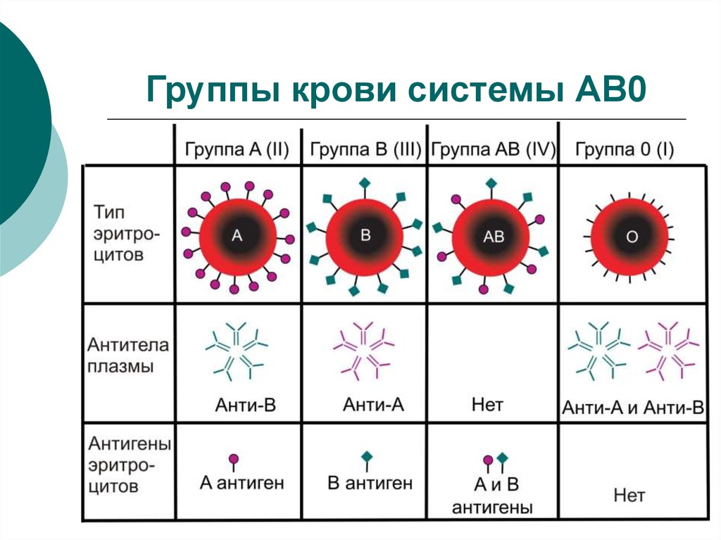 Система аво и резус. Системы групп крови. Гемостаз группы крови. Группы крови человека системы АВО. Схема групп крови.