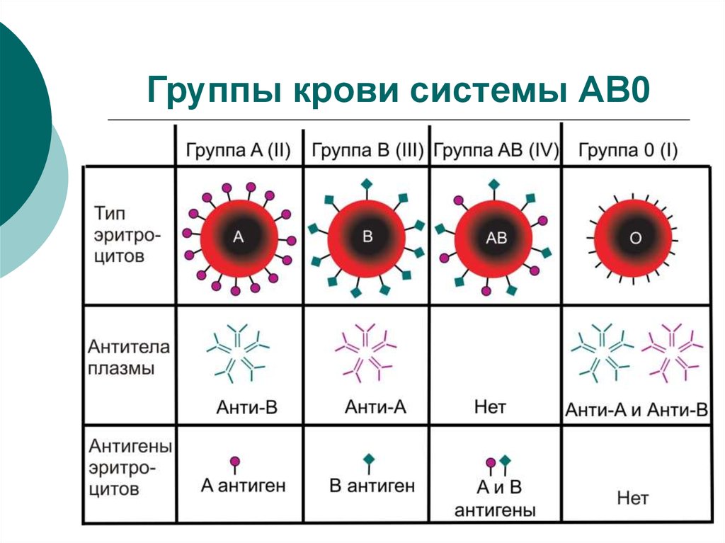 Группы крови человека презентация