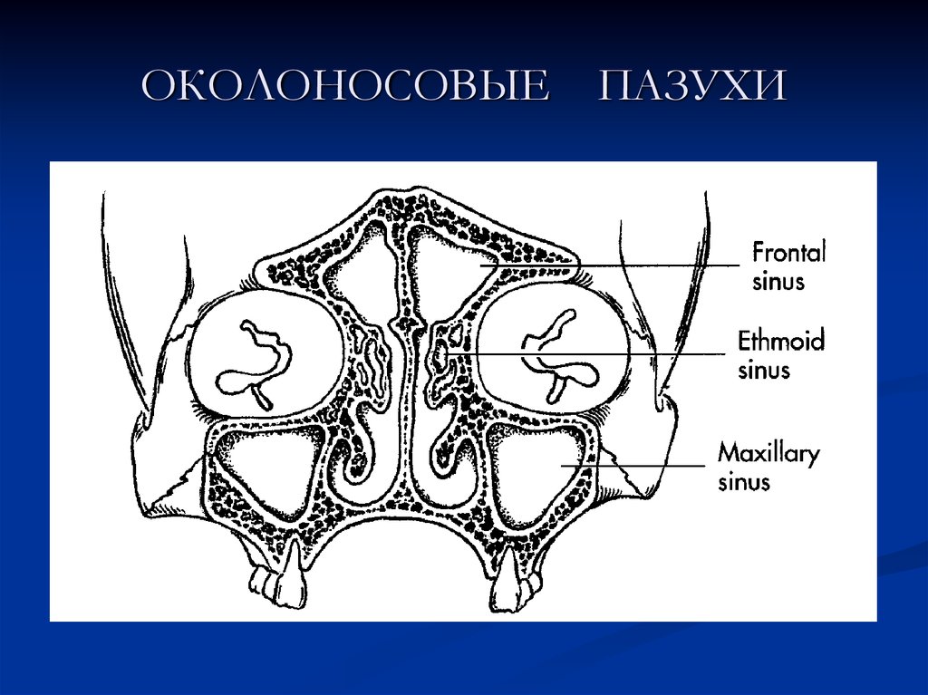 Анатомия придаточных пазух. Околоносовые пазухи. Околоносовые пазухи анатомия. Околоносовые пазухи носа. Околоносовые пазухи гистология.