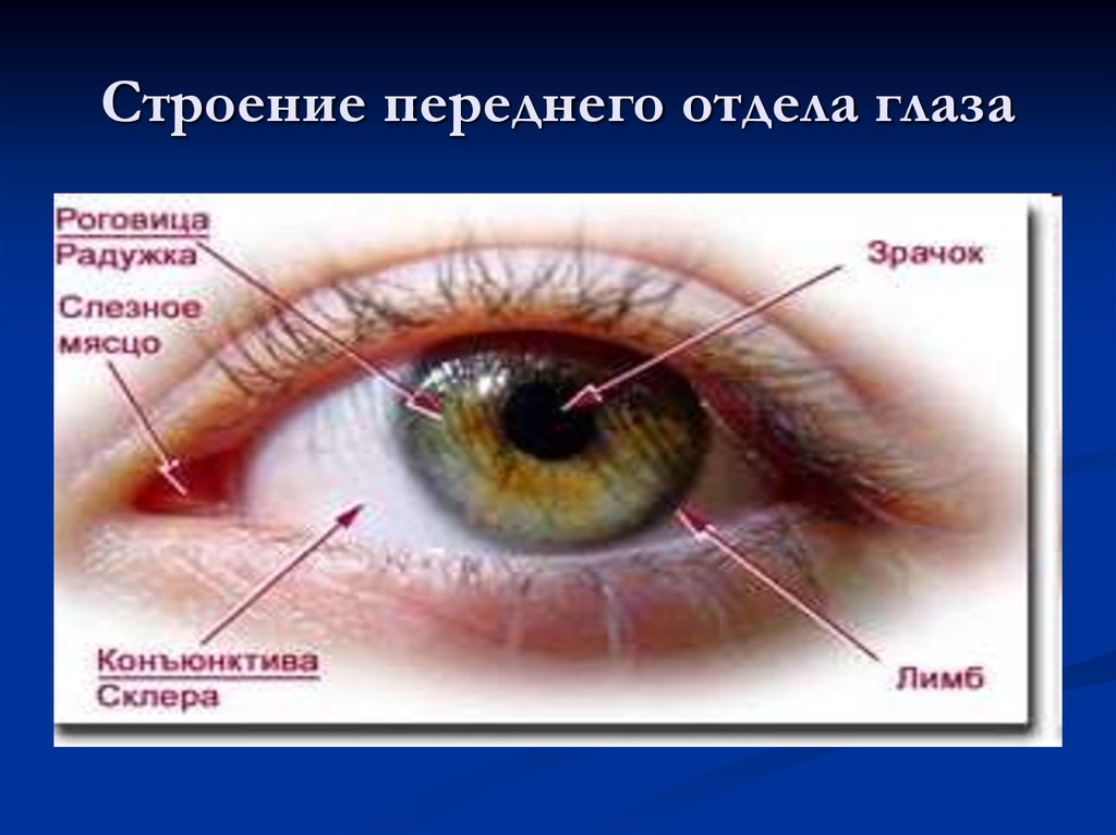 Строение переднего отдела глаза