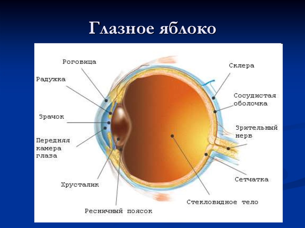 Общий план строения глазного яблока