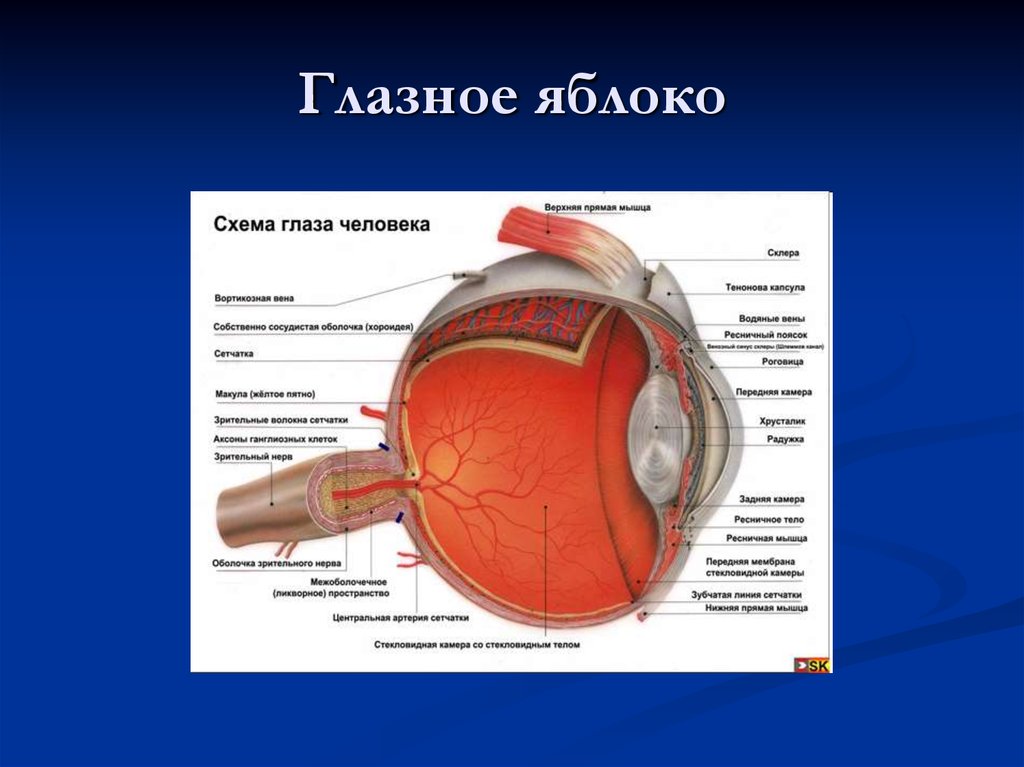 Покрывает глазное яблоко