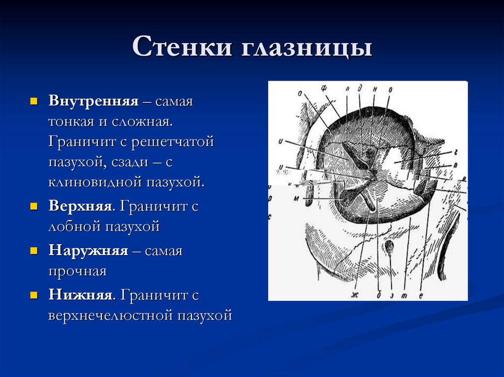 Верхняя стенка. Медиальная стенка глазницы образована. Костные стенки глазницы анатомия. Медиальная стенка орбиты образована. Строение глазницы анатомия.