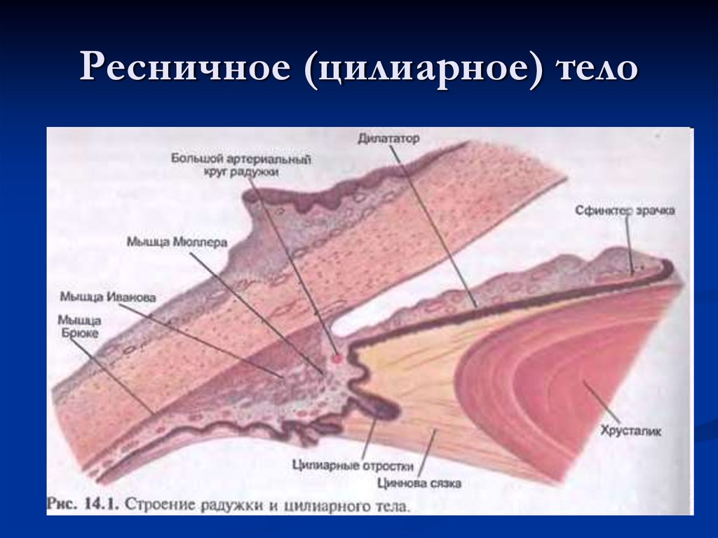 Ресничная мышца глаза функции. Ресничное тело гистология. Цилиарное тело гистология. Цилиарное ресничное тело гистология. Строение ресничного тела гистология.