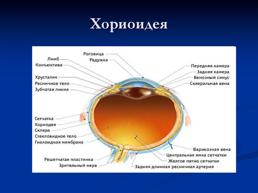 Заболевания сосудистой оболочки. Хориоидея глаза анатомия. Сосудистая оболочка строение. Строение и функции хориоидеи. Собственно сосудистая оболочка глаза строение.