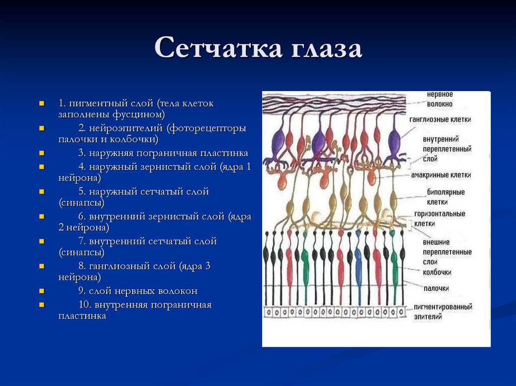 Клетки глаза. Послойное строение сетчатки. Сетчатка глаза послойное строение. Строение слои клеток сетчатки. Слои сетчатки глаза палочки и колбочки.