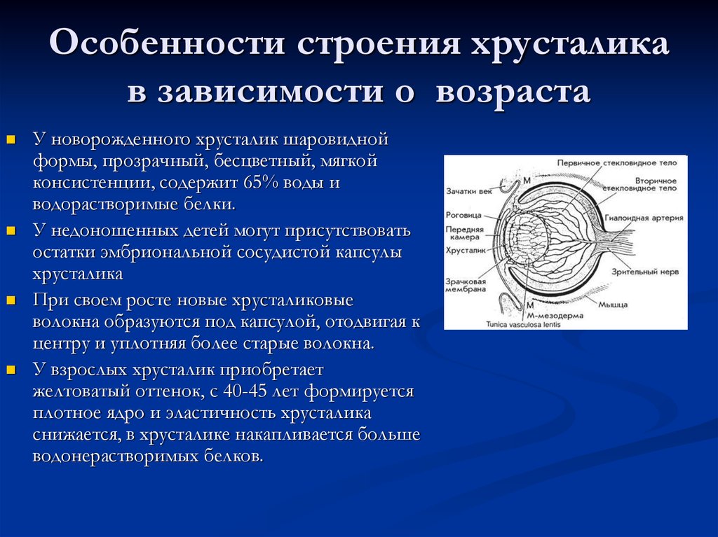 Возрастные особенности глаз презентация