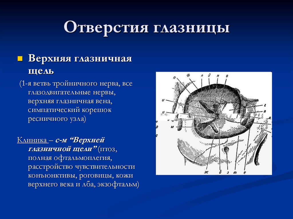 Отверстия глазницы. Верхняя глазничная щель. Верхнняя глазничная ель. Верхная глазничный Шель. Отверстие канала зрительного нерва.