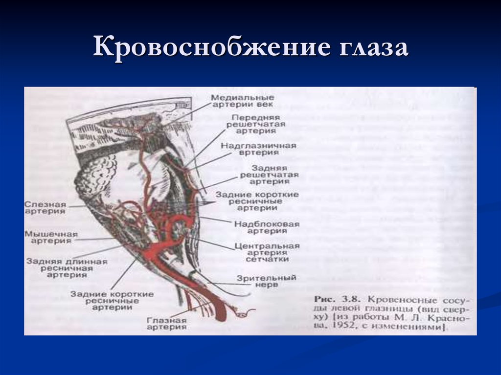 Глазная артерия. Кровоснабжение глазного яблока анатомия. Глазное яблоко и его мышцы снабжаются кровью из артерии. Кровоснабжение глаза схема.