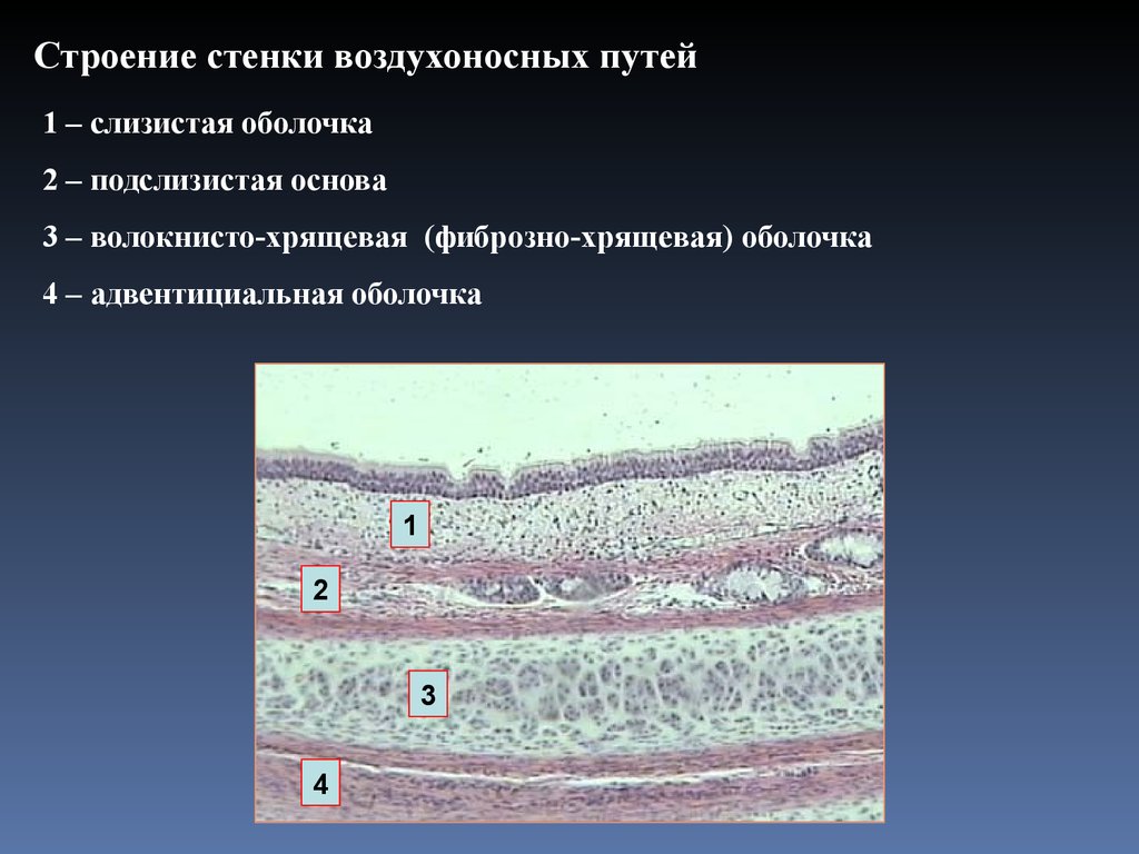 Слизистая трахеи выстлана эпителием. Строение стенки дыхательных путей. Структуры воздухоносных путей. Особенности строения стенки дыхательных путей. Строение стенки воздухоносных путей.
